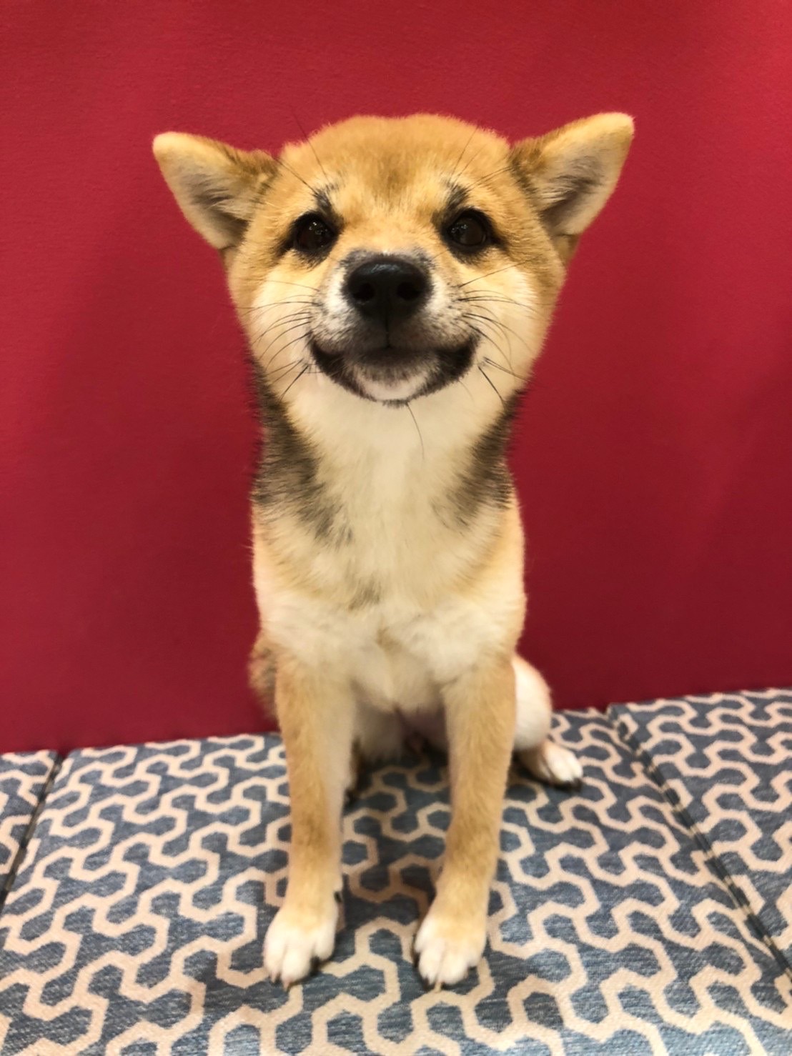 きんぱ