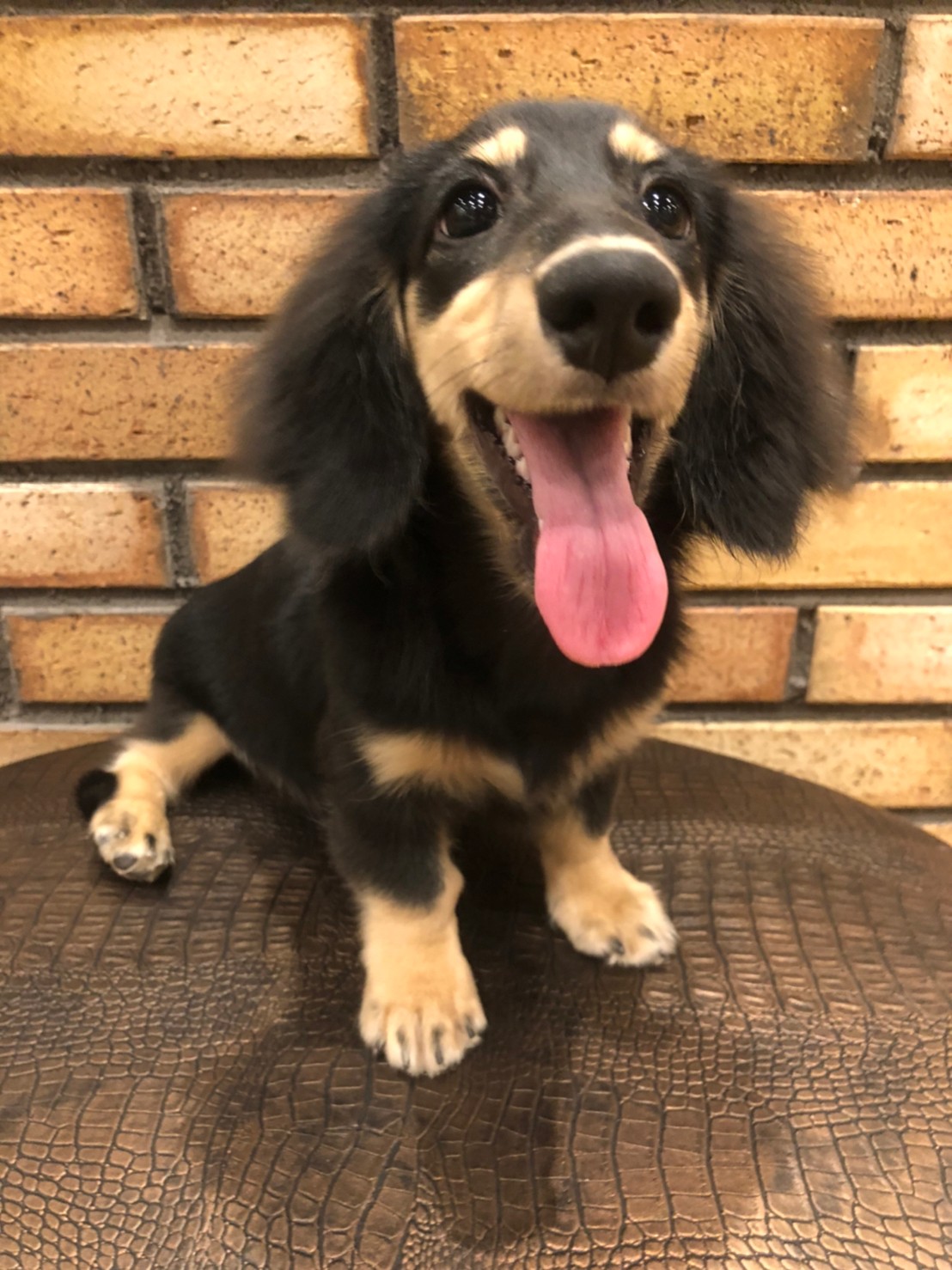 ダッキー