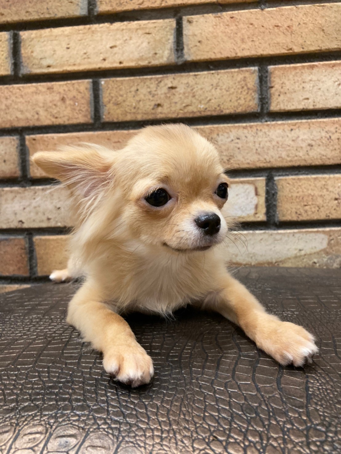 いお