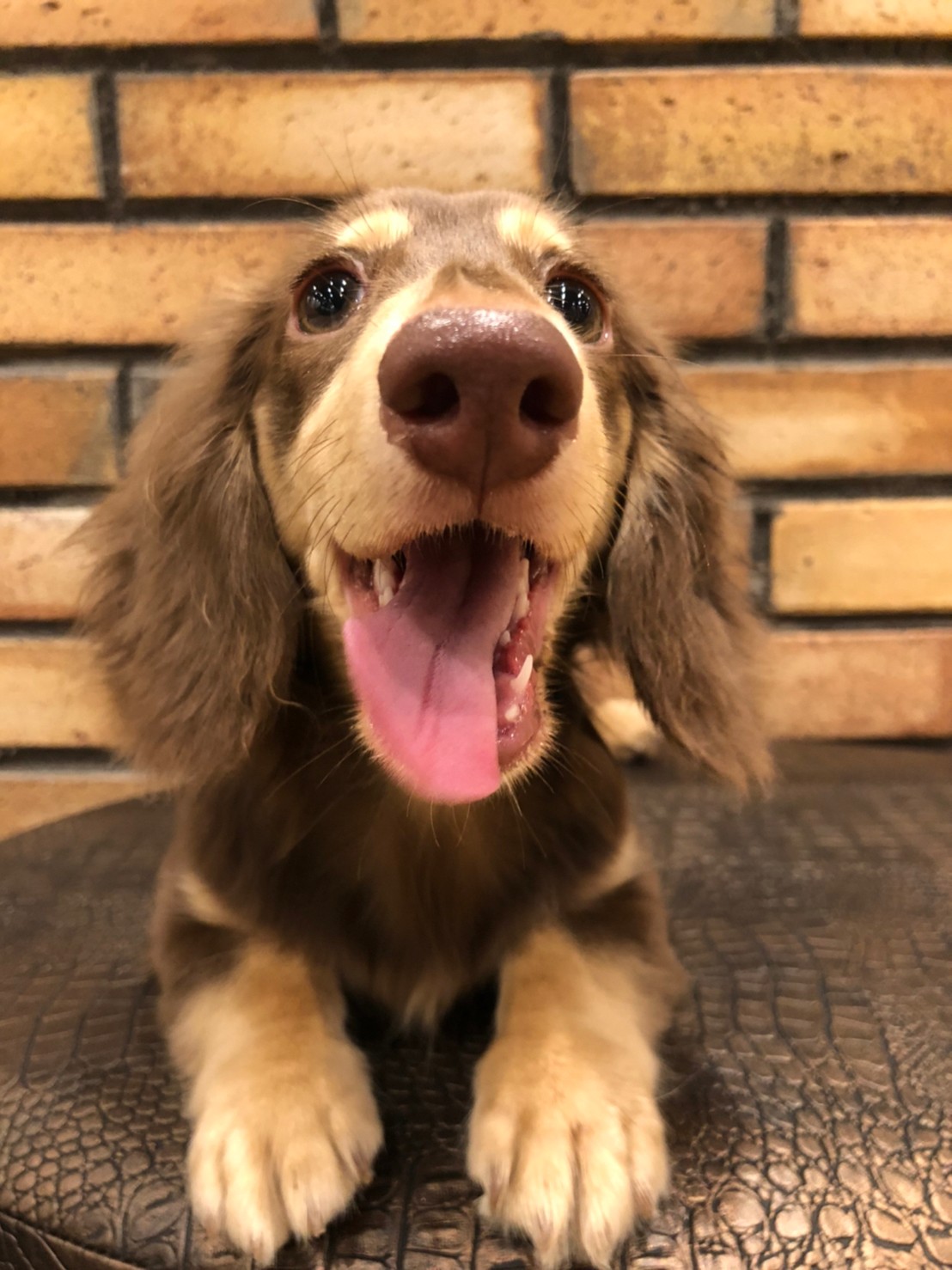 ボニー