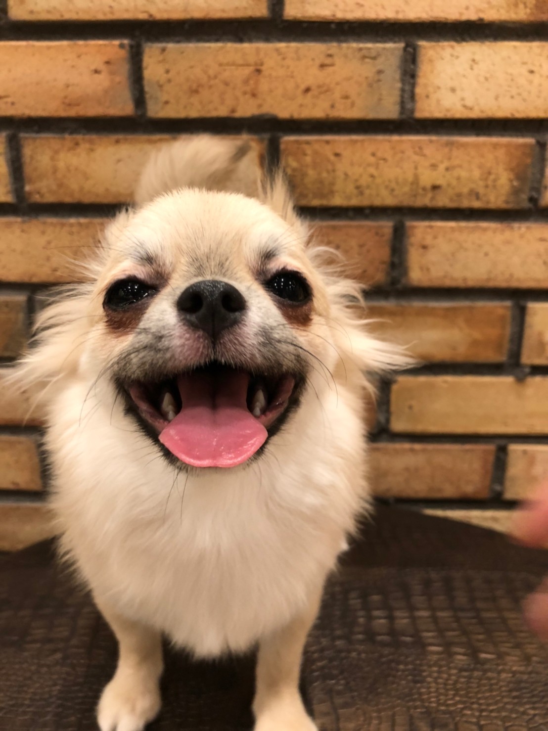 にぼし