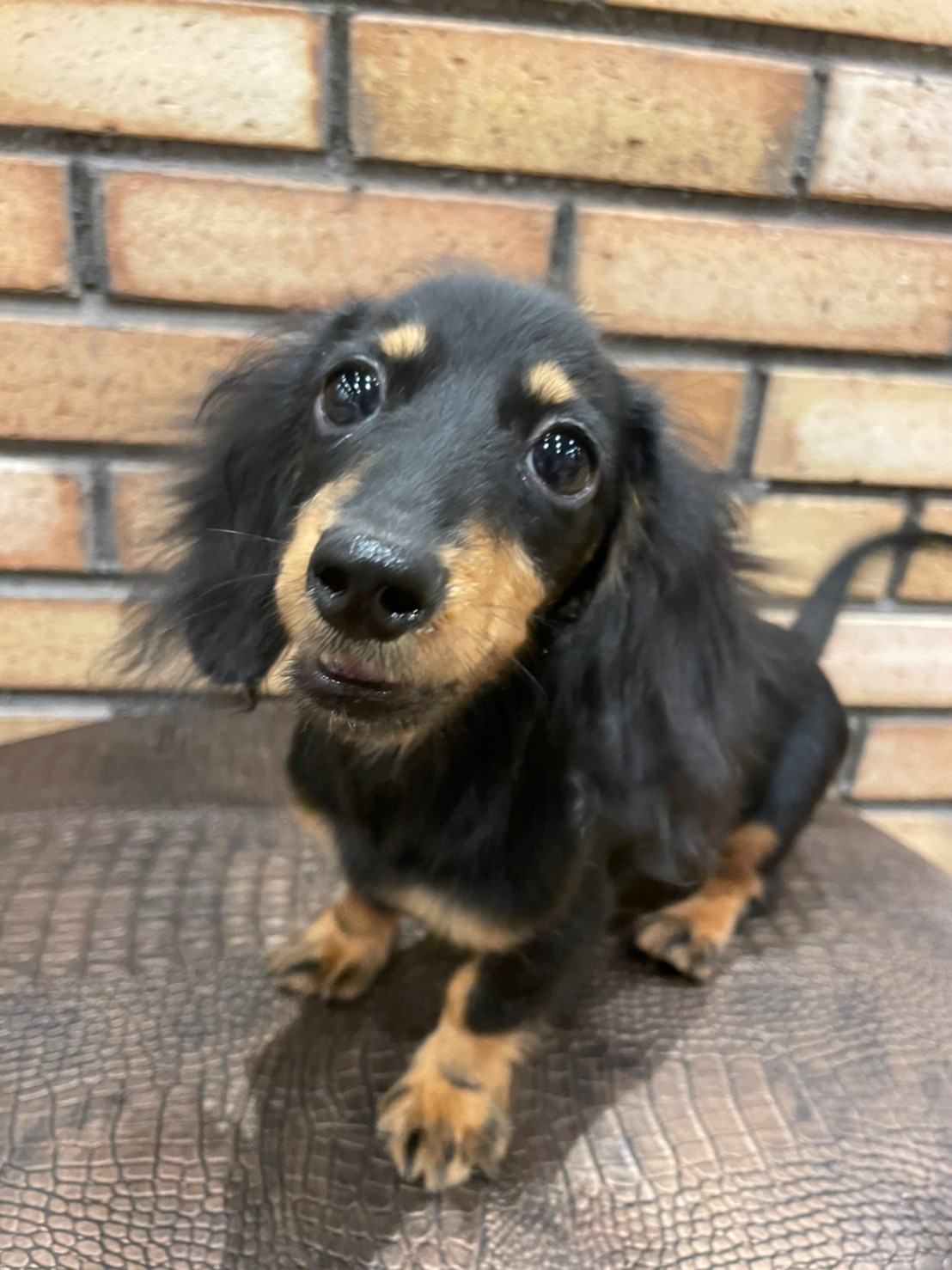 ギャビー