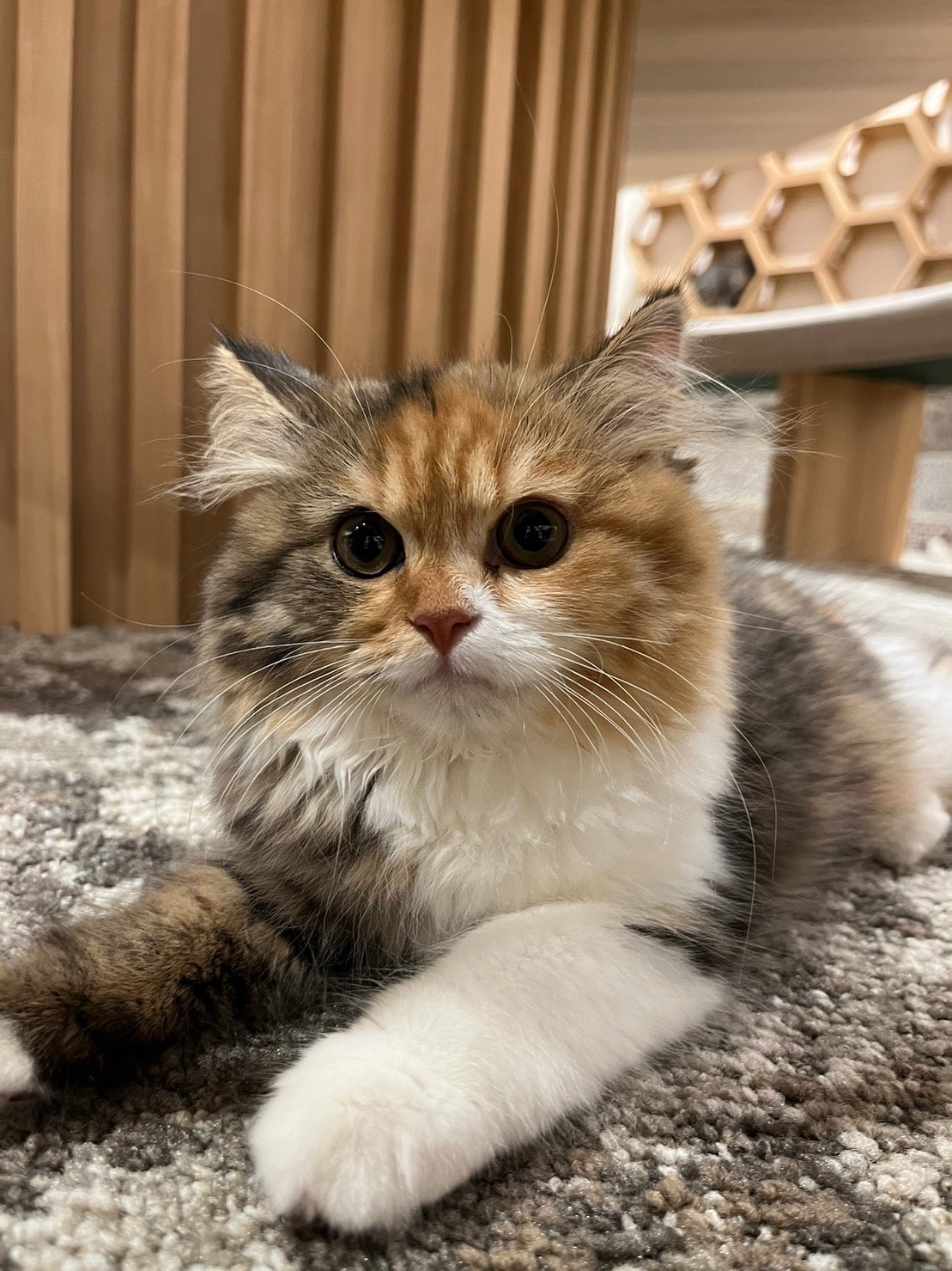 カヌレ