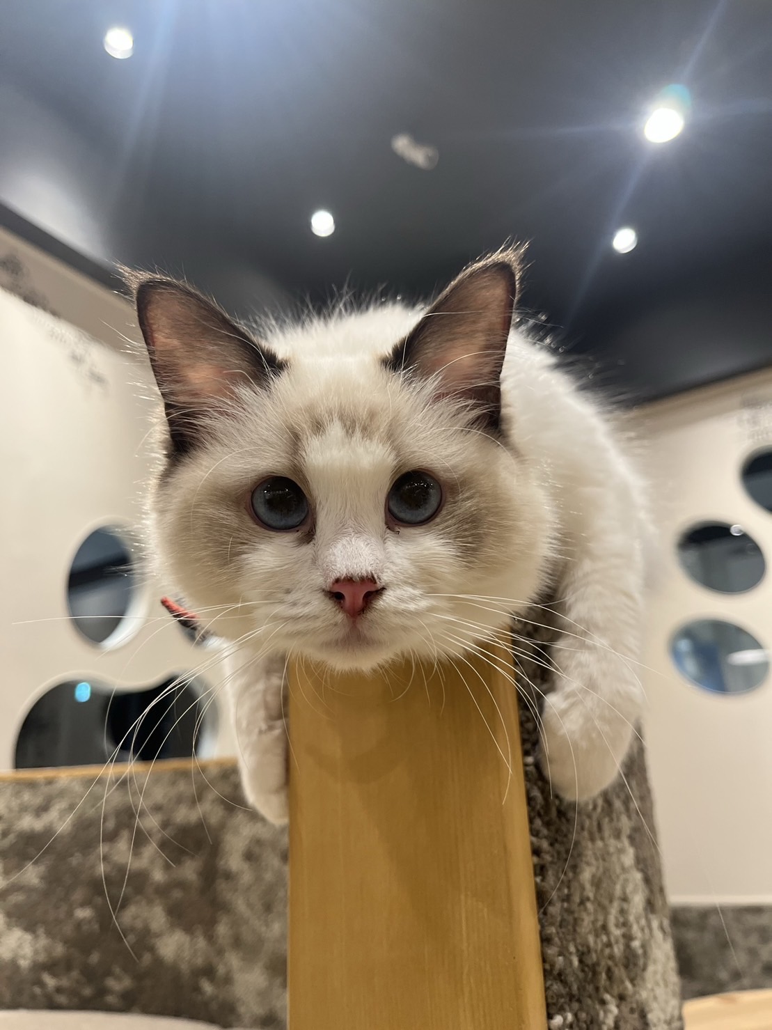 プラダ
