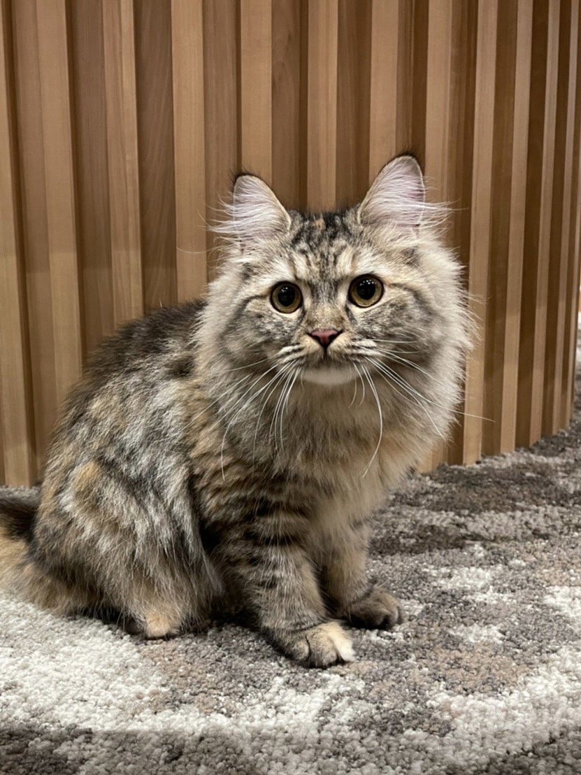 しゃちほこ