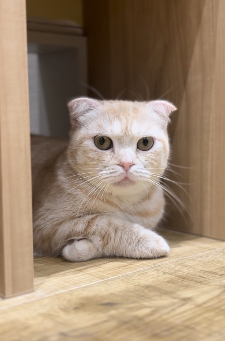 マーチン