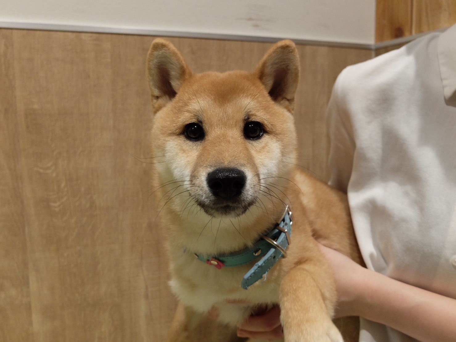 幸子