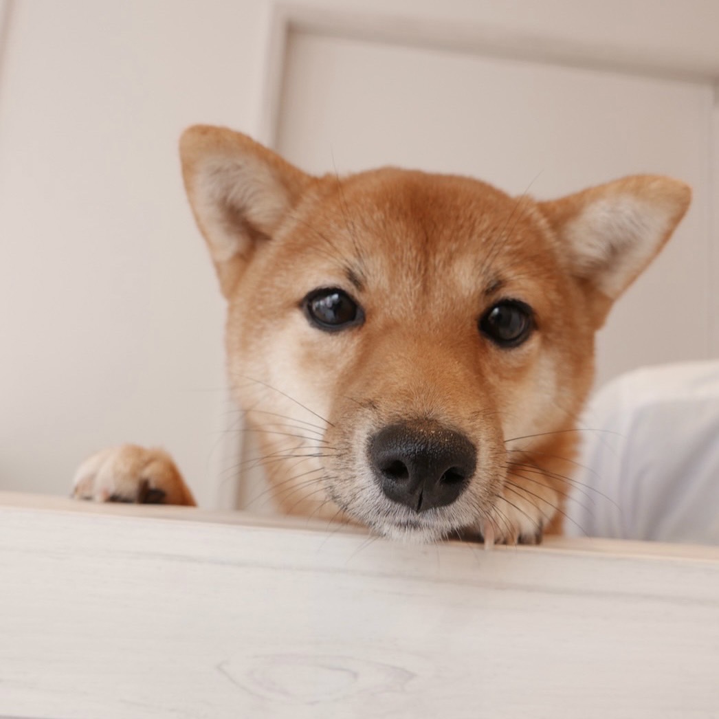 おみそ