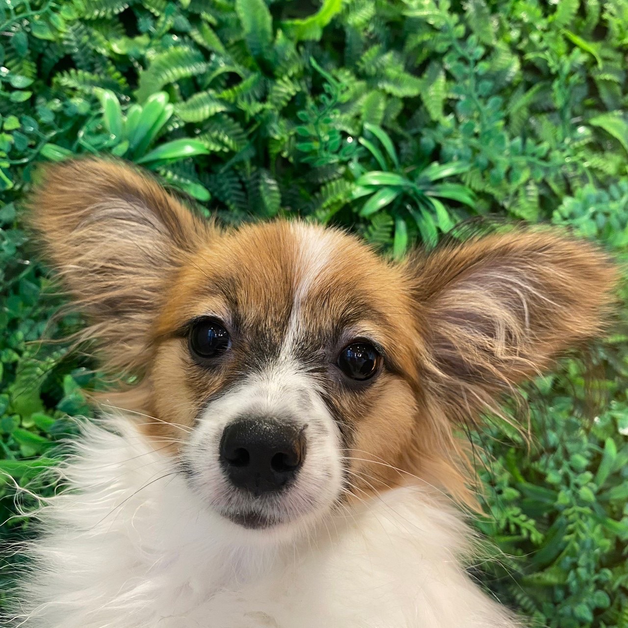 ナッツ
