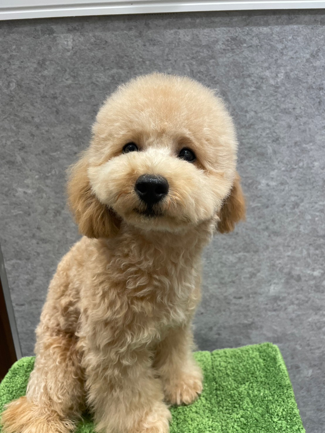 ピアノ