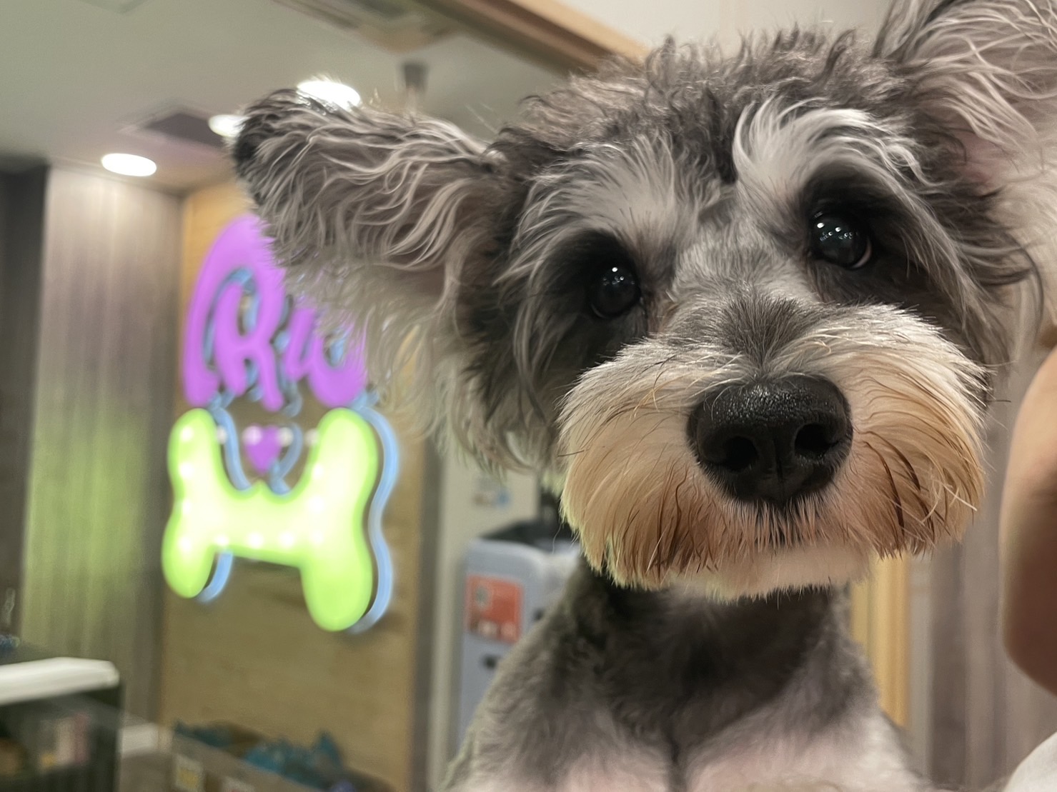 らこ